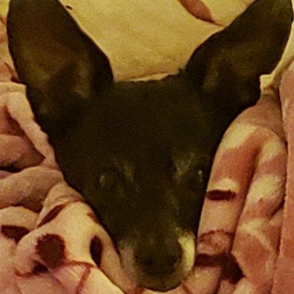 Meet your Posher, Melissa - Picture 1 of 1